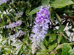 Petrea volubilis