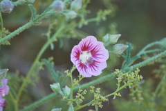 Anisodontea scabrosa