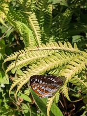 Limenitidini