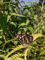 Limenitidini