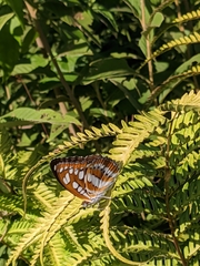 Limenitidini