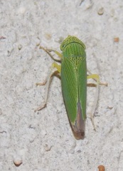 Hadria maldonadoi