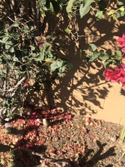 Bougainvillea