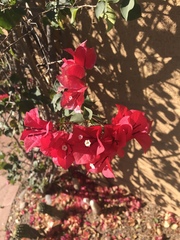 Bougainvillea