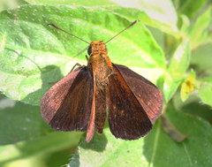 Iambrix salsala luteipalpis