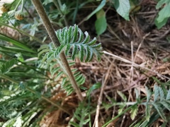 Tanacetum corymbosum