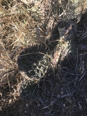 Opuntia fragilis