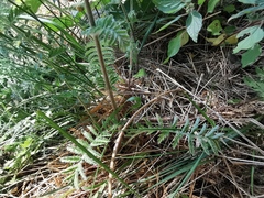 Tanacetum corymbosum