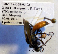Podalonia fera