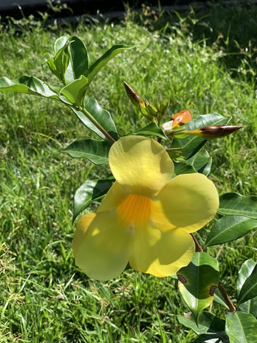 Allamanda cathartica image