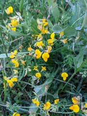 Lotus corniculatus
