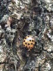 Harmonia axyridis