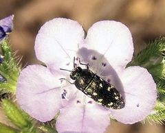 Acmaeodera tubulus