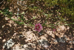 Anisodontea scabrosa