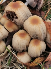 Coprinellus micaceus