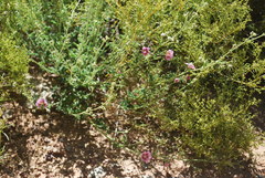 Anisodontea scabrosa