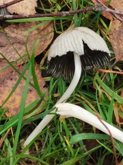 Coprinellus micaceus