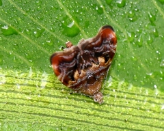 Choreutis emplecta