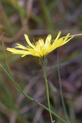 Hieracium porrifolium
