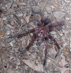 Phormictopus atrichomatus