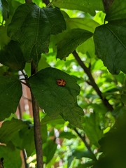 Harmonia axyridis