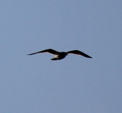 Larus