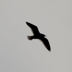 Larus