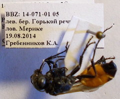 Podalonia fera