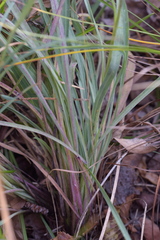 Hieracium porrifolium