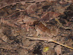 Leptodactylus petersii