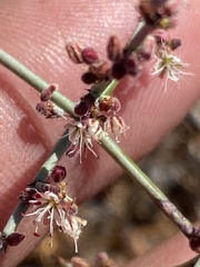 Eriogonum scalare