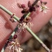 Eriogonum scalare - Photo (c) Erik Meling, some rights reserved (CC BY-NC), uploaded by Erik Meling