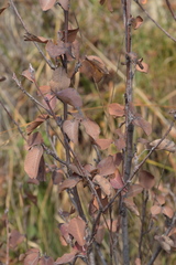 Hieracium porrifolium