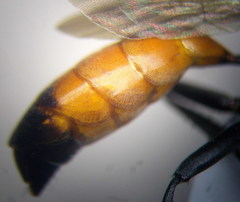 Podalonia fera