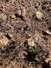 Eriogonum scalare
