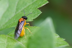 Monophadnus spinolae