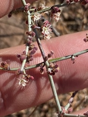 Eriogonum scalare