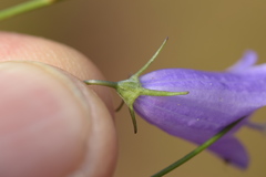 Campanula martinii