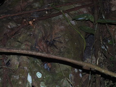 Psalmopoeinae