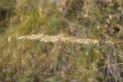 Calamagrostis varia