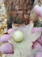 Cynips quercusfolii