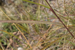 Calamagrostis varia