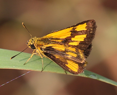 Ampittia dioscorides dioscoride