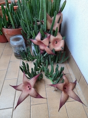 Stapelia grandiflora