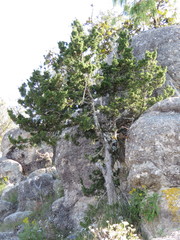 Juniperus durangensis
