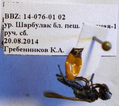 Podalonia fera