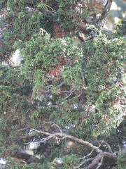 Juniperus durangensis