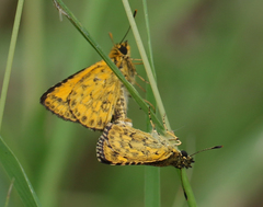 Ampittia dioscorides dioscoride
