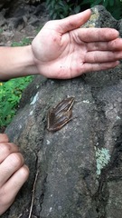 Chalcorana chalconota