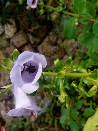 Image of Gloxinia perennis by (c) Mateo Puerta, some rights reserved (CC BY)